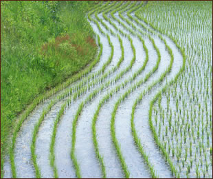 有機野菜の体験農業